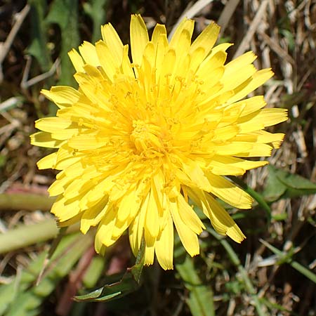 Taraxacum hollandicum \ Holl�ndischer Sumpf-L�wenzahn / Dutch Marsh Dandelion, D Konstanz 24.4.2018