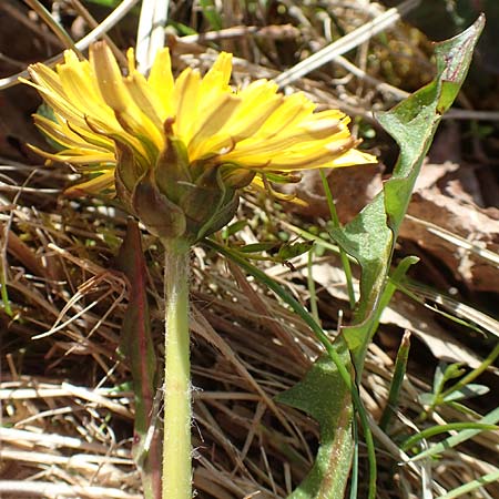 Taraxacum hollandicum \ Holl�ndischer Sumpf-L�wenzahn / Dutch Marsh Dandelion, D Konstanz 24.4.2018