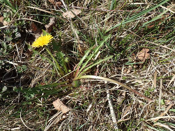 Taraxacum hollandicum \ Holl�ndischer Sumpf-L�wenzahn / Dutch Marsh Dandelion, D Konstanz 24.4.2018