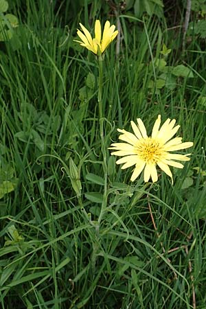 Tragopogon orientalis, &Ouml;stlicher Wiesen-Bocksbart