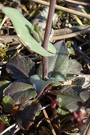 Microthlaspi perfoliatum \ �hrchen-Kleint�schelkraut, St�ngelumfassendes Hellerkraut / Perfoliate Penny-Cress, Claspleaf Penny-Cress, D &Ouml;stringen-Eichelberg 18.3.2016