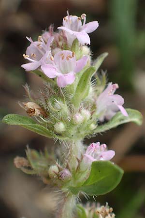 Thymus pannonicus \ Steppen-Thymian / Eurasian Thyme, D Ettlingen 13.9.2019