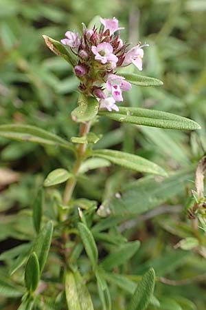 Thymus pannonicus \ Steppen-Thymian / Eurasian Thyme, D Ettlingen 13.9.2019