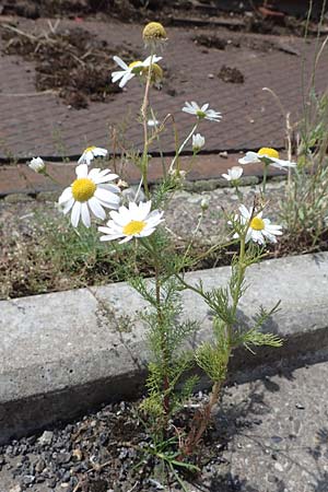Tripleurospermum inodorum, Scentless Mayweed