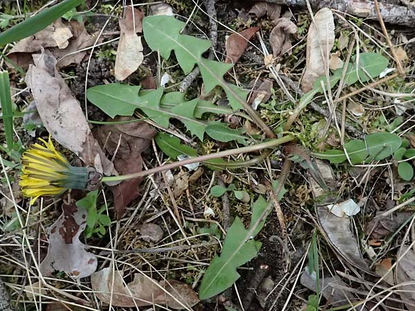 Taraxacum sp.aff. proximum \ Schwielen-L�wenzahn / Lesser Dandelion, D Mannheim 23.3.2024