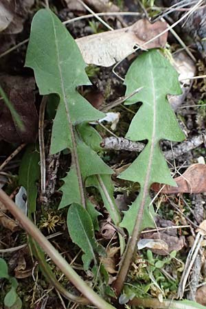 Taraxacum sp.aff. proximum \ Schwielen-L�wenzahn / Lesser Dandelion, D Mannheim 23.3.2024