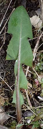 Taraxacum sp.aff. proximum \ Schwielen-L�wenzahn / Lesser Dandelion, D Mannheim 23.3.2024