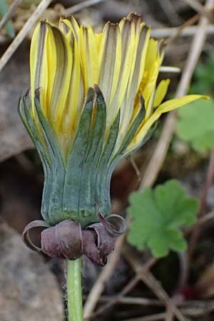 Taraxacum sp.aff. proximum \ Schwielen-L�wenzahn / Lesser Dandelion, D Mannheim 23.3.2024