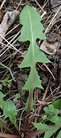 Taraxacum sp.aff. proximum \ Schwielen-L�wenzahn / Lesser Dandelion, D Mannheim 23.3.2024
