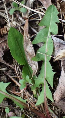 Taraxacum sp.aff. proximum \ Schwielen-L�wenzahn / Lesser Dandelion, D Mannheim 23.3.2024