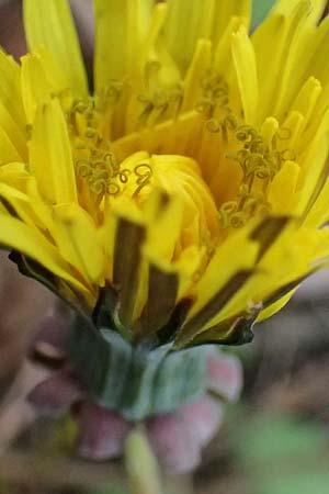 Taraxacum sp.aff. proximum \ Schwielen-L�wenzahn / Lesser Dandelion, D Mannheim 23.3.2024