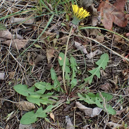 Taraxacum sp.aff. proximum \ Schwielen-L�wenzahn / Lesser Dandelion, D Mannheim 23.3.2024