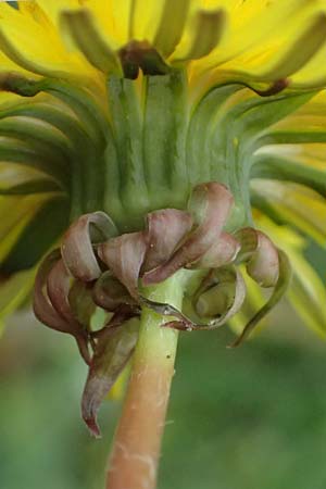 Taraxacum sp.aff. proximum \ Schwielen-L�wenzahn / Lesser Dandelion, D Mannheim 31.3.2024