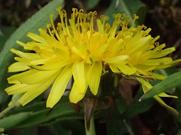 Taraxacum sp.aff. proximum \ Schwielen-L�wenzahn / Lesser Dandelion, D Mannheim 31.3.2024