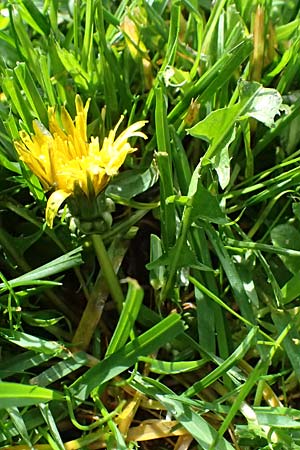 Taraxacum parnassicum \ Schlesischer L�wenzahn / Parnassus Dandelion, D Neulu&szlig;heim 4.4.2024
