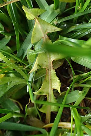 Taraxacum parnassicum \ Schlesischer L�wenzahn / Parnassus Dandelion, D Neulu&szlig;heim 4.4.2024