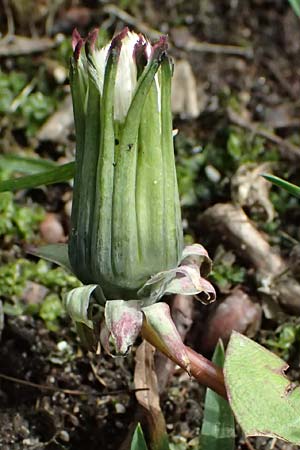 Taraxacum tenuidentatum \ D�nnz�hniger Schwielen-L�wenzahn / Thin-Toothed Dandelion, D Karlsruhe 5.4.2024