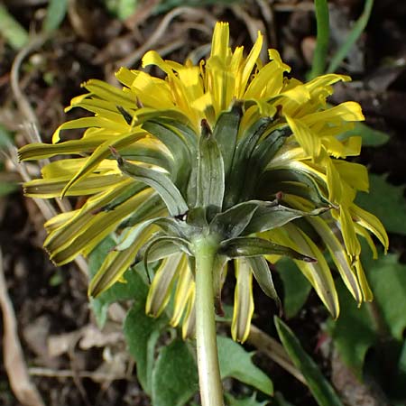 Taraxacum tenuidentatum \ D�nnz�hniger Schwielen-L�wenzahn / Thin-Toothed Dandelion, D Karlsruhe 5.4.2024