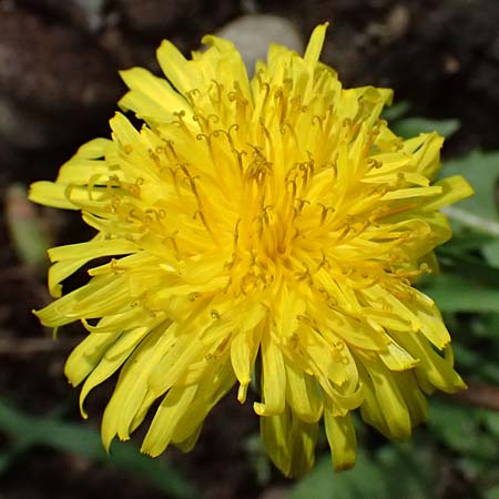 Taraxacum tenuidentatum \ D�nnz�hniger Schwielen-L�wenzahn / Thin-Toothed Dandelion, D Karlsruhe 5.4.2024