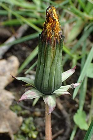 Taraxacum tenuidentatum \ D�nnz�hniger Schwielen-L�wenzahn / Thin-Toothed Dandelion, D Karlsruhe 5.4.2024