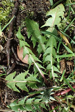 Taraxacum tenuidentatum \ D�nnz�hniger Schwielen-L�wenzahn / Thin-Toothed Dandelion, D Karlsruhe 5.4.2024