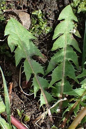 Taraxacum tenuidentatum \ D�nnz�hniger Schwielen-L�wenzahn / Thin-Toothed Dandelion, D Karlsruhe 5.4.2024