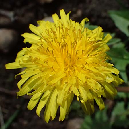 Taraxacum tenuidentatum \ D�nnz�hniger Schwielen-L�wenzahn / Thin-Toothed Dandelion, D Karlsruhe 5.4.2024