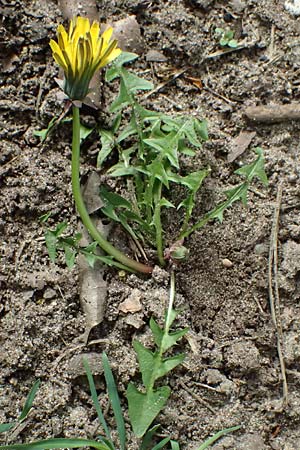 Taraxacum plumbeum agg. ? \ Fr�nkischer Schwielen-L�wenzahn / Franconian Lesser Dandelion, D Mannheim-Blumenau 7.4.2024