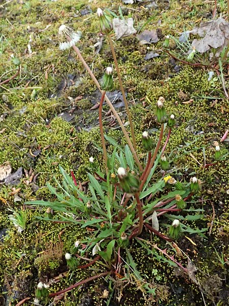 Taraxacum pollichii \ Pollichs L�wenzahn / Pollich's Dandelion, D  8.4.2024