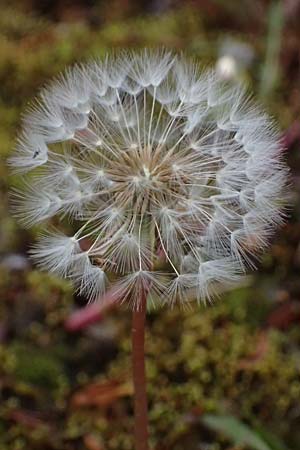 Taraxacum pollichii \ Pollichs L�wenzahn / Pollich's Dandelion, D  8.4.2024