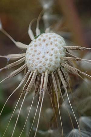 Taraxacum pollichii \ Pollichs L�wenzahn / Pollich's Dandelion, D  8.4.2024