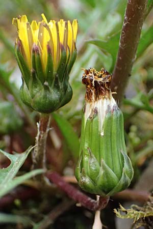 Taraxacum pollichii \ Pollichs L�wenzahn / Pollich's Dandelion, D  8.4.2024