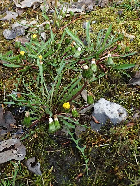 Taraxacum pollichii \ Pollichs L�wenzahn / Pollich's Dandelion, D  8.4.2024