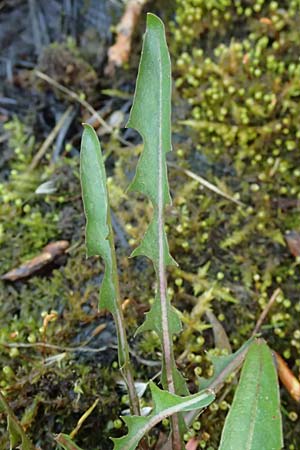 Taraxacum pollichii \ Pollichs L�wenzahn / Pollich's Dandelion, D  8.4.2024