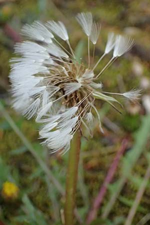 Taraxacum pollichii \ Pollichs L�wenzahn / Pollich's Dandelion, D  8.4.2024