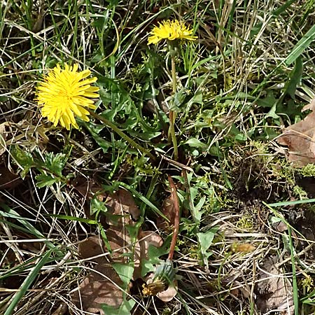 Taraxacum plumbeum agg. ? \ Fr�nkischer Schwielen-L�wenzahn / Franconian Lesser Dandelion, D Karlsruhe-Daxlanden 8.4.2024