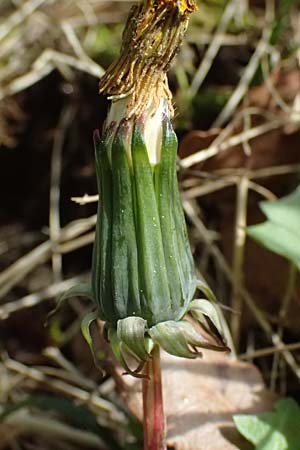 Taraxacum plumbeum agg. ? \ Fr�nkischer Schwielen-L�wenzahn / Franconian Lesser Dandelion, D Karlsruhe-Daxlanden 8.4.2024