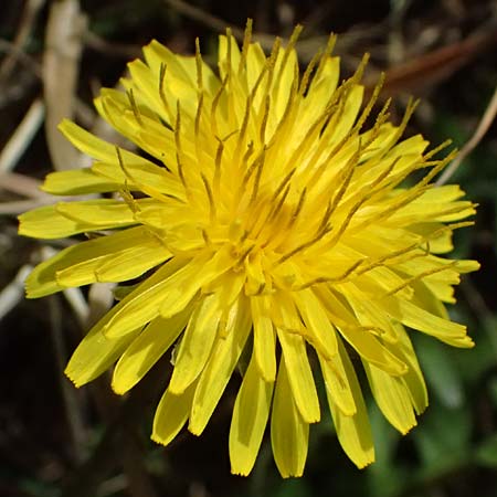 Taraxacum plumbeum agg. ? \ Fr�nkischer Schwielen-L�wenzahn / Franconian Lesser Dandelion, D Karlsruhe-Daxlanden 8.4.2024