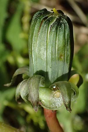 Taraxacum plumbeum agg. ? \ Fr�nkischer Schwielen-L�wenzahn / Franconian Lesser Dandelion, D Karlsruhe-Daxlanden 8.4.2024