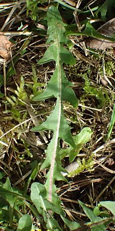 Taraxacum plumbeum agg. ? \ Fr�nkischer Schwielen-L�wenzahn / Franconian Lesser Dandelion, D Karlsruhe-Daxlanden 8.4.2024