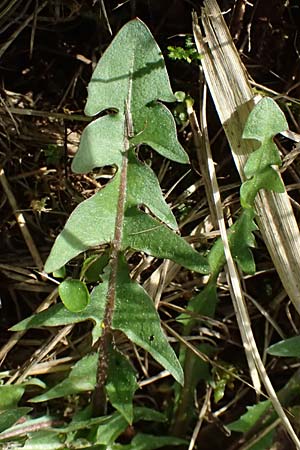 Taraxacum plumbeum agg. ? \ Fr�nkischer Schwielen-L�wenzahn / Franconian Lesser Dandelion, D Karlsruhe-Daxlanden 8.4.2024