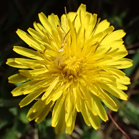 Taraxacum plumbeum agg. ? \ Fr�nkischer Schwielen-L�wenzahn / Franconian Lesser Dandelion, D Karlsruhe-Daxlanden 8.4.2024