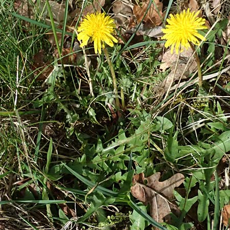 Taraxacum plumbeum agg. ? \ Fr�nkischer Schwielen-L�wenzahn / Franconian Lesser Dandelion, D Karlsruhe-Daxlanden 8.4.2024