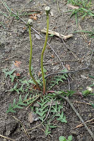 Taraxacum plumbeum agg. ? \ Fr�nkischer Schwielen-L�wenzahn / Franconian Lesser Dandelion, D Mannheim-Blumenau 27.4.2024
