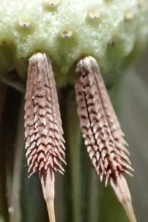 Taraxacum plumbeum agg. ? \ Fr�nkischer Schwielen-L�wenzahn / Franconian Lesser Dandelion, D Mannheim-Blumenau 27.4.2024