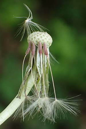 Taraxacum plumbeum agg. ? \ Fr�nkischer Schwielen-L�wenzahn / Franconian Lesser Dandelion, D Mannheim-Blumenau 27.4.2024