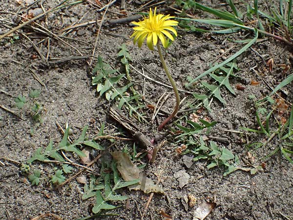 Taraxacum plumbeum agg. ? \ Fr�nkischer Schwielen-L�wenzahn / Franconian Lesser Dandelion, D Mannheim-Blumenau 27.4.2024