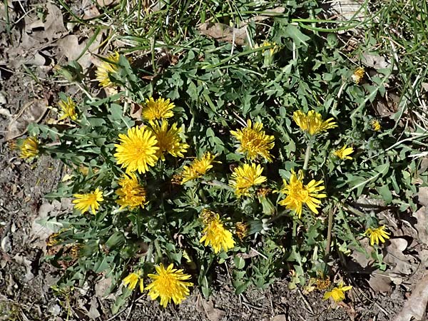 Taraxacum plumbeum agg. \ Fr�nkischer Schwielen-L�wenzahn / Franconian Lesser Dandelion, D Graben-Neudorf 7.4.2025