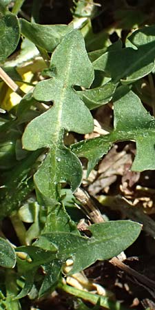 Taraxacum plumbeum agg. \ Fr�nkischer Schwielen-L�wenzahn / Franconian Lesser Dandelion, D Graben-Neudorf 7.4.2025