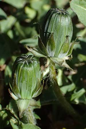Taraxacum plumbeum agg. \ Fr�nkischer Schwielen-L�wenzahn / Franconian Lesser Dandelion, D Graben-Neudorf 7.4.2025